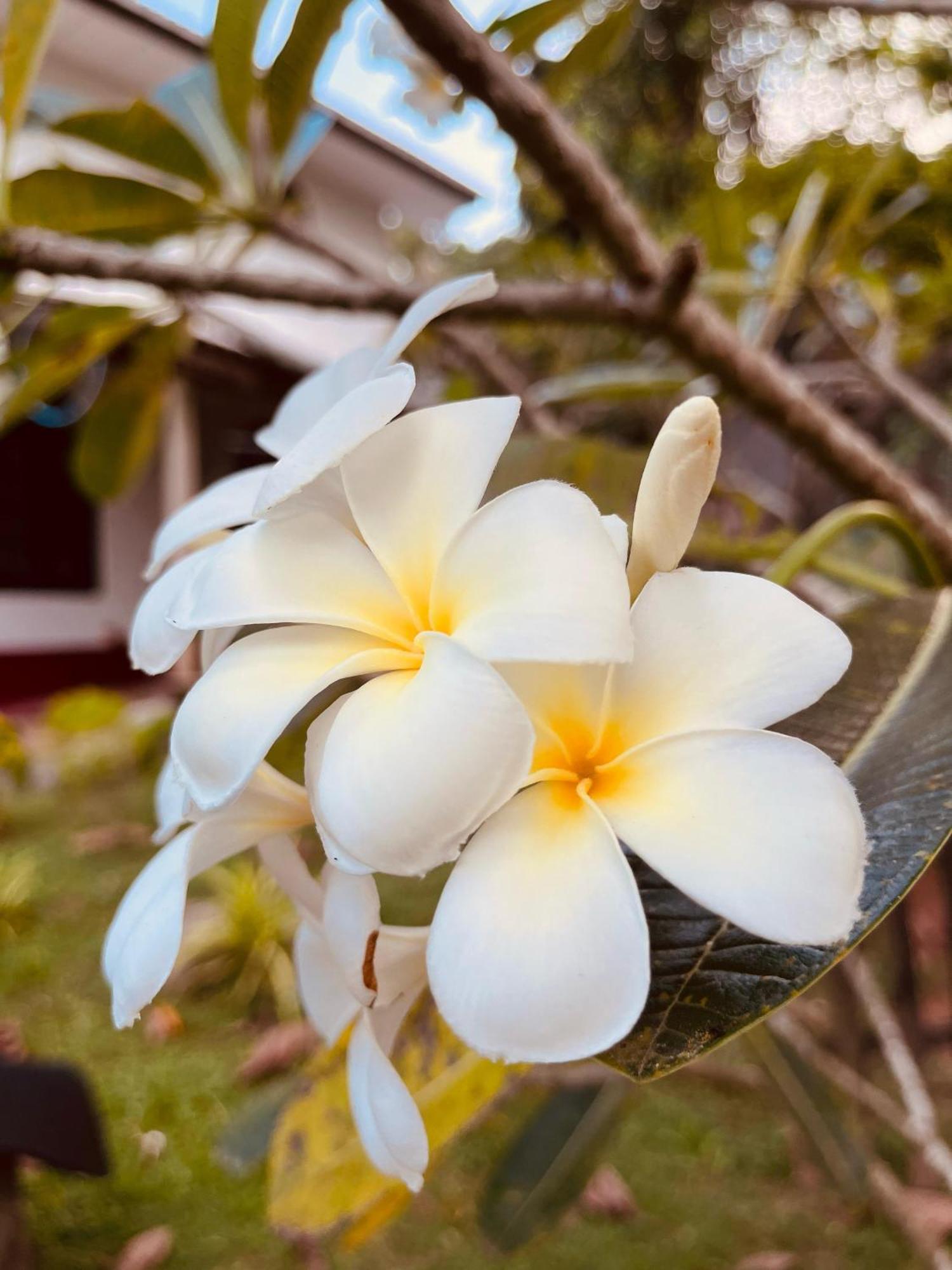 Unawatuna White Villa Luaran gambar